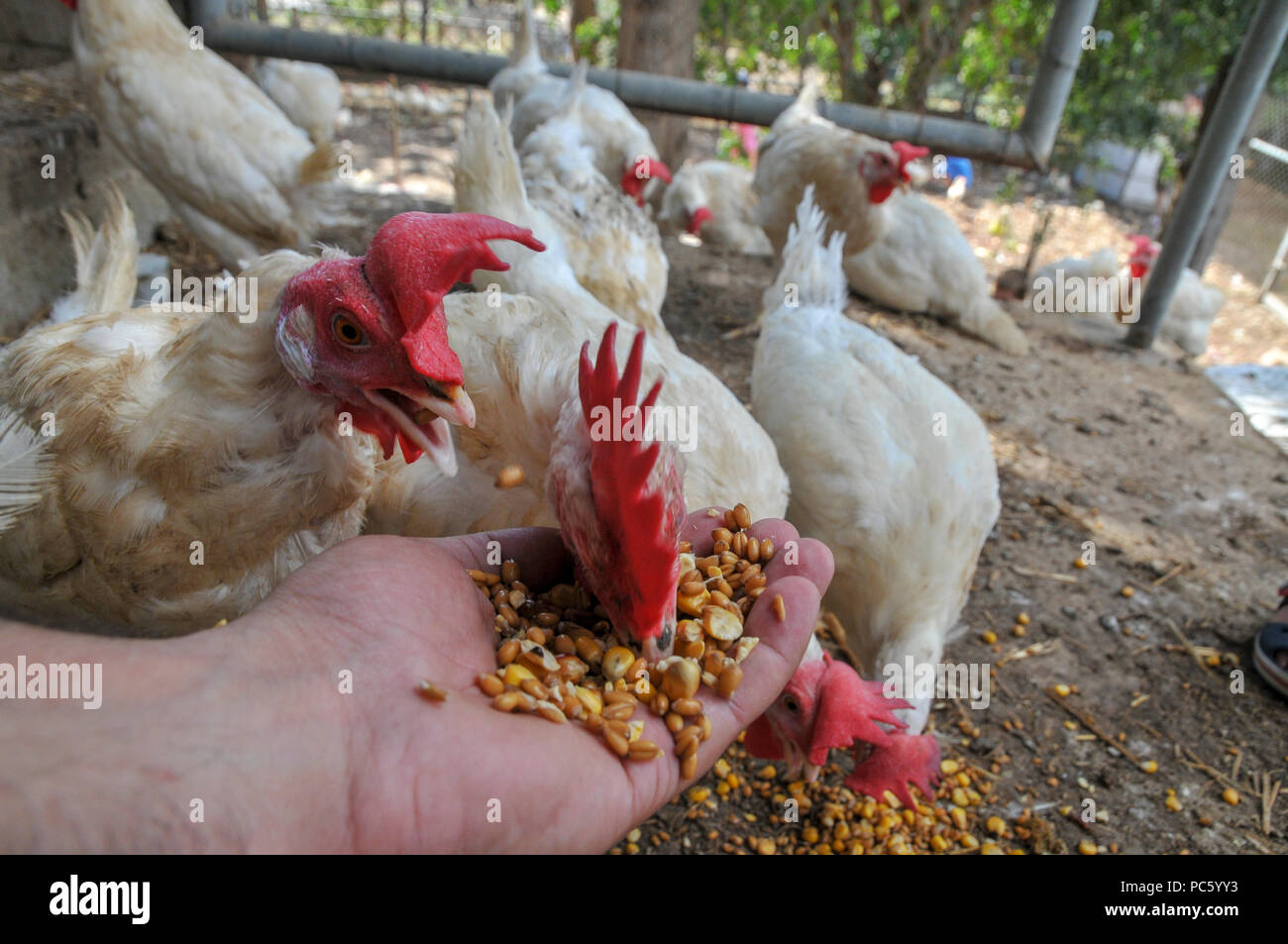 Chicken feed corn hi-res stock photography and images - Alamy