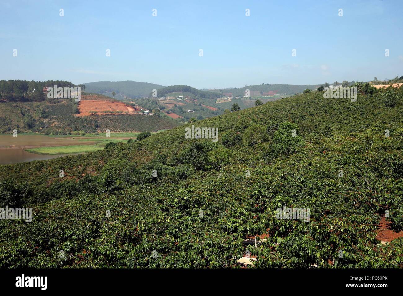 Highlands coffee plantation. Dalat. Vietnam. | usage worldwide Stock Photo