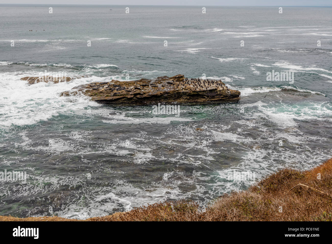 cormorants and seabirds next to a group of Sea Lions basking in the sun on the rocks at La Jolla Cove, La Jolla, San Diego, California, USA Stock Photo