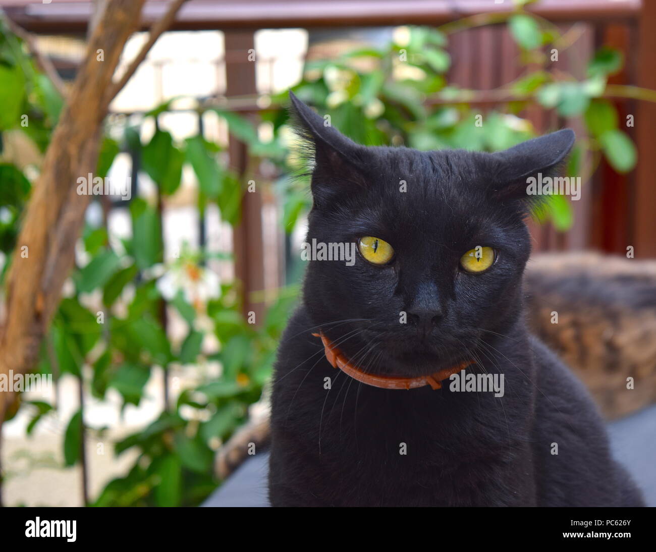 Black cat with amber eyes Stock Photo