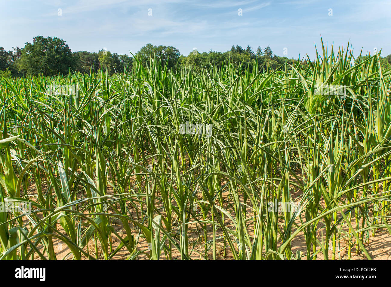 Agricultural damage drought in corn plants that dry out in the sun Stock Photo