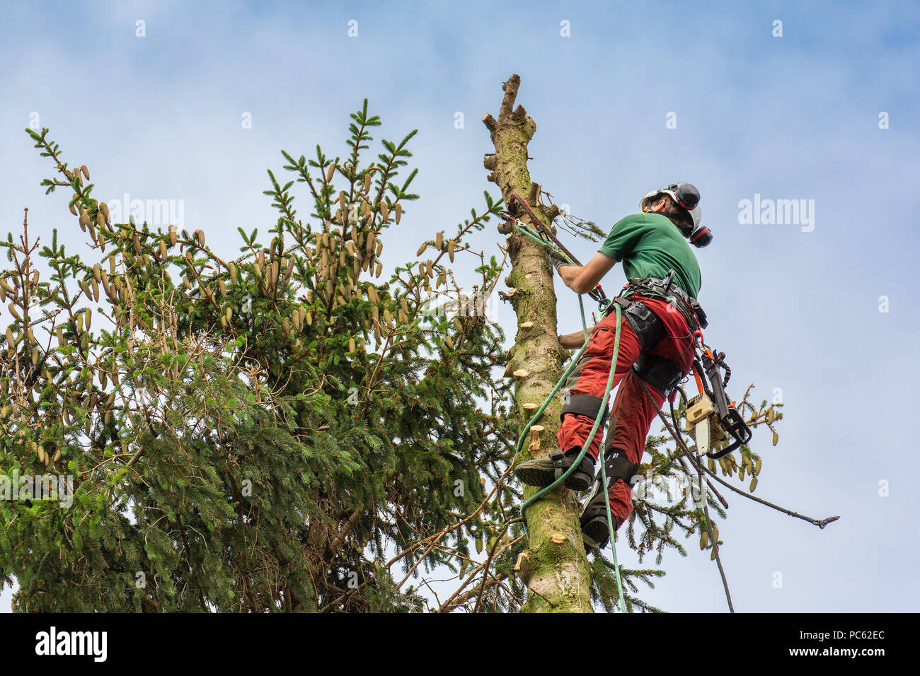Arborist climbs at tree top with climbing rope up in sky Stock Photo