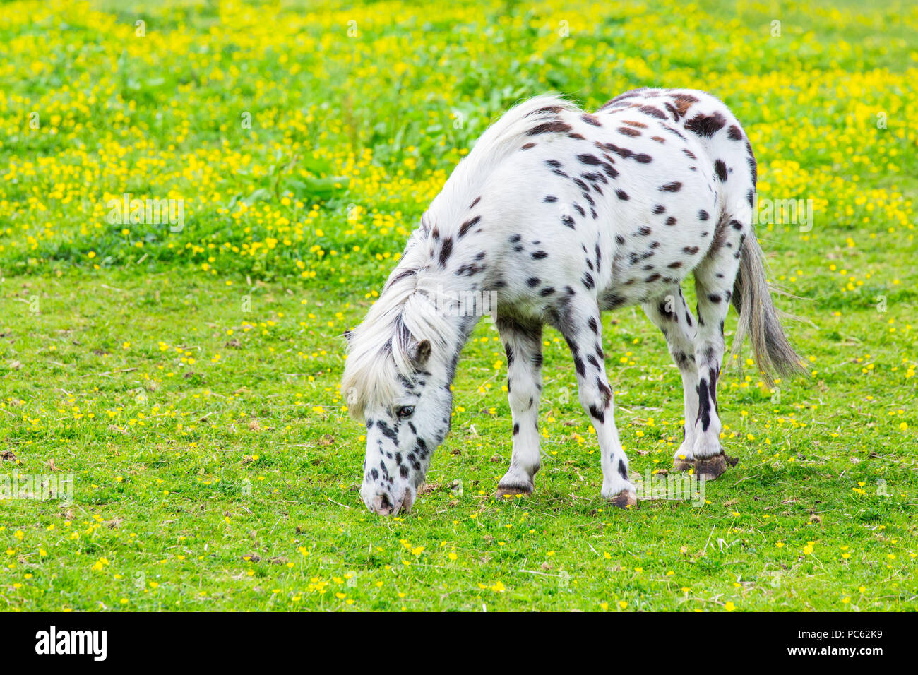 Black spotted white pony eating grass in flowering pasture Stock Photo