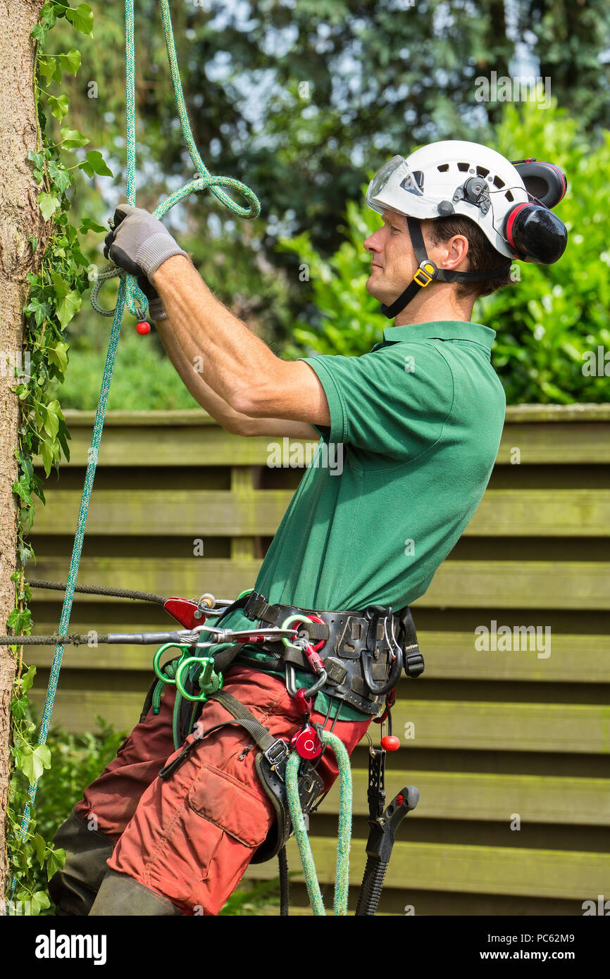 European tree expert climbs with climbing equipment in fir tree Stock Photo