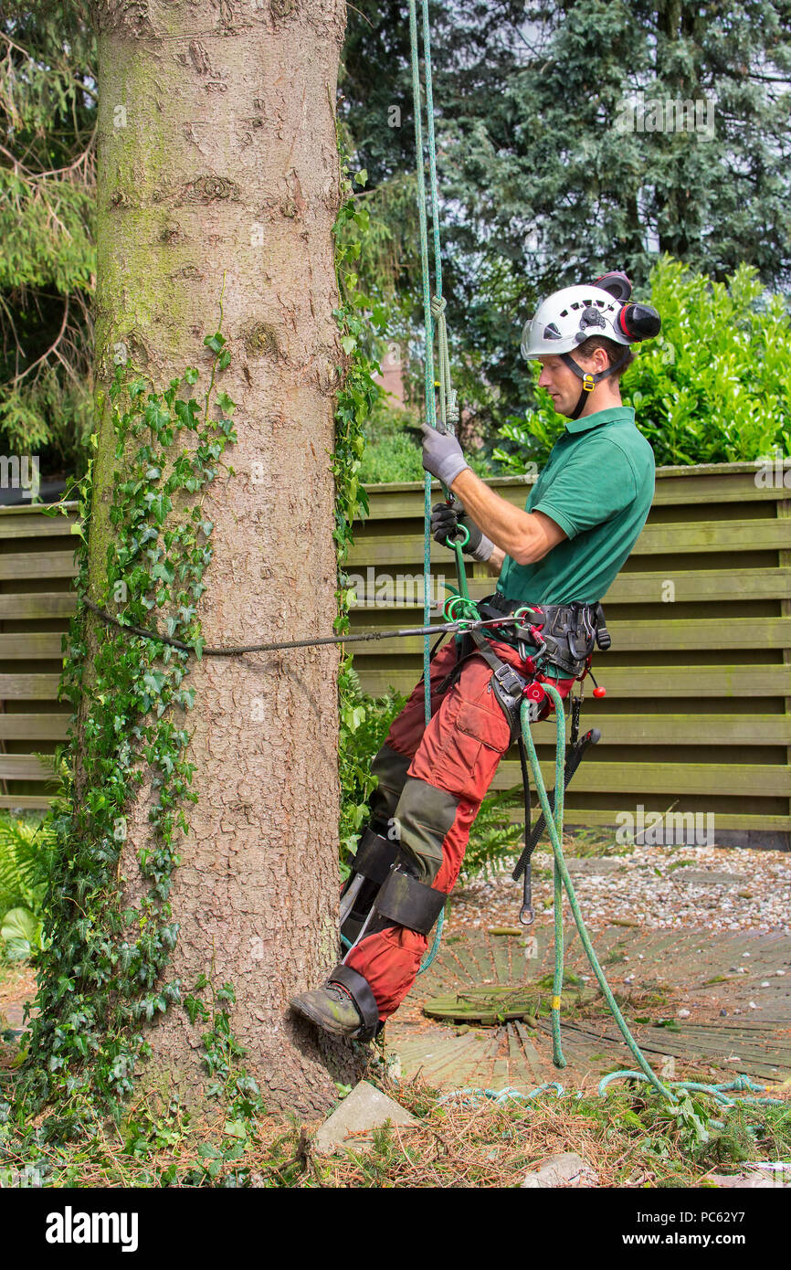 Caucasian tree surgeon climbs with climbing equipment in fir tree Stock Photo