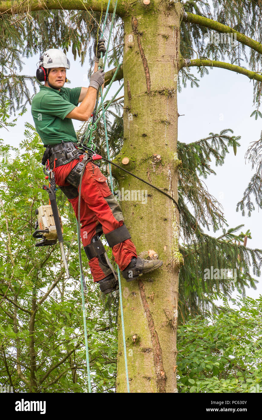 Caucasian tree expert climbs along fir tree trunk Stock Photo