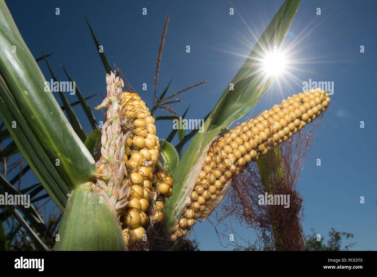 31.07.2018, Germany, Görlitz: Corn on a field under the sun. Because of heat and drought, especially in eastern and northern Germany, many farmers fear massive losses of grain, but also of grass as animal feed. Photo: Sebastian Kahnert/dpa-Zentralbild/dpa Stock Photo