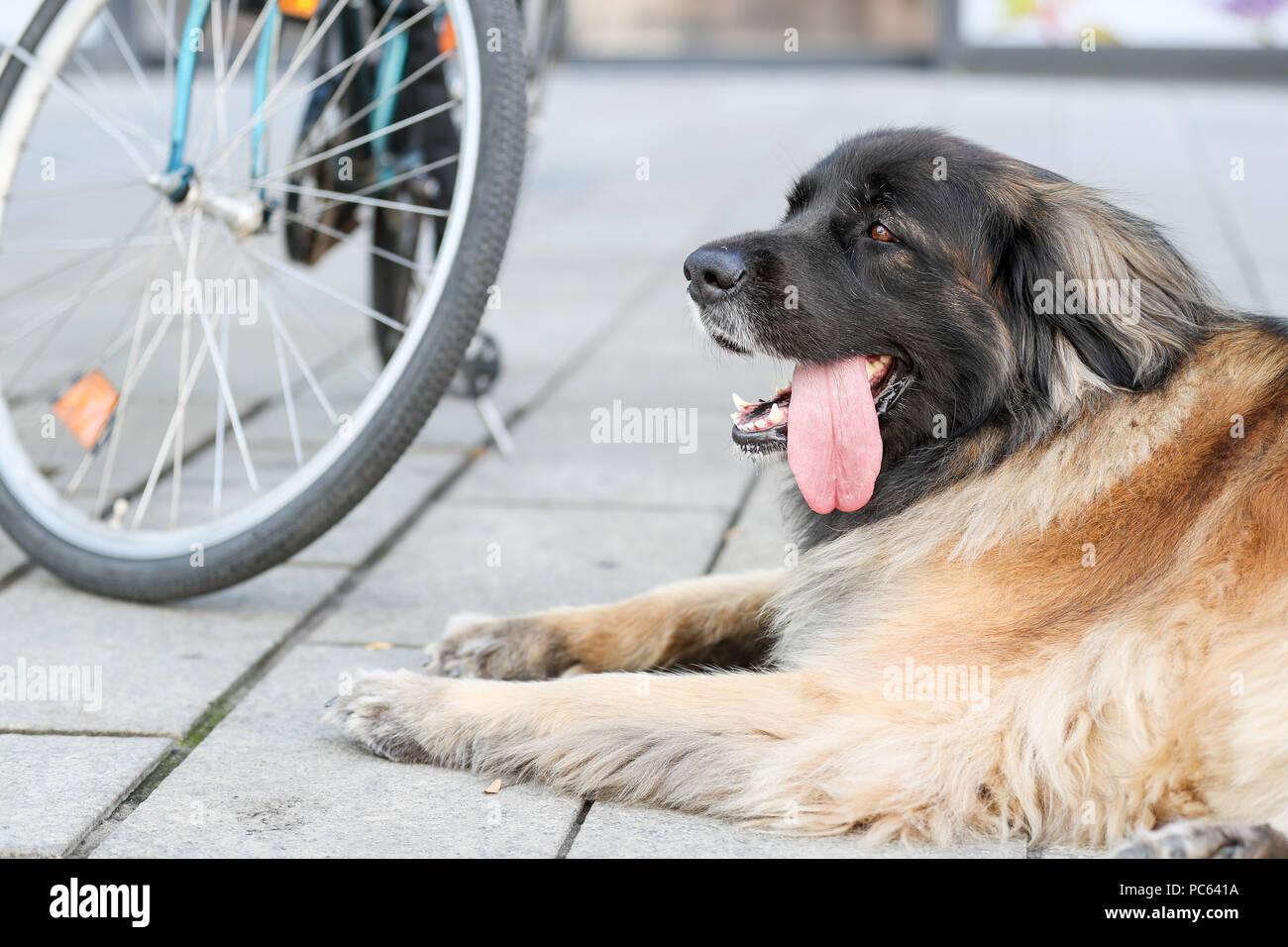 Leonberger Pants Leonberger Pants