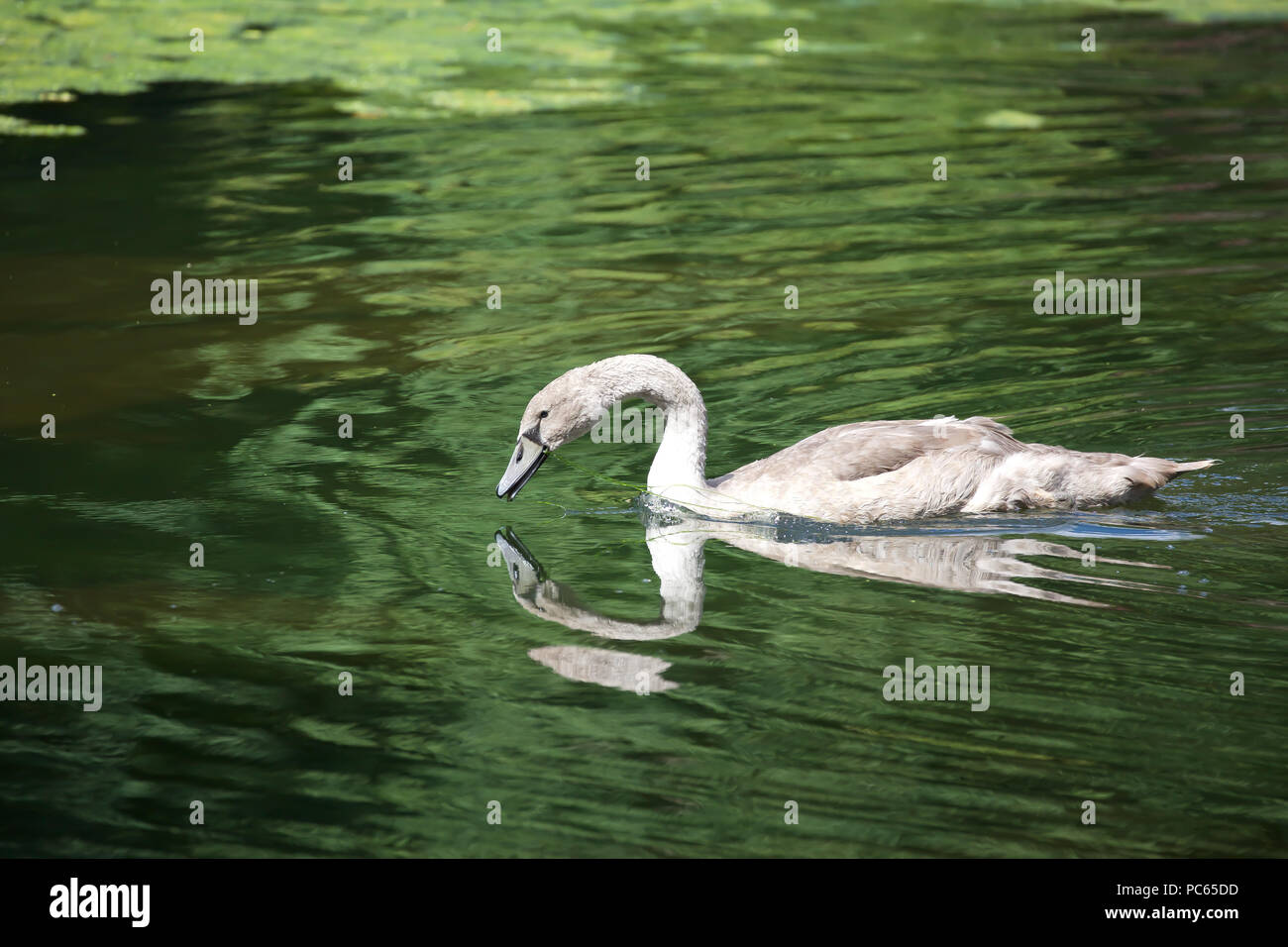 London,UK,31st July 2018,A swan in  Green Park Central London©Keith Larby/Alamy Live News Stock Photo