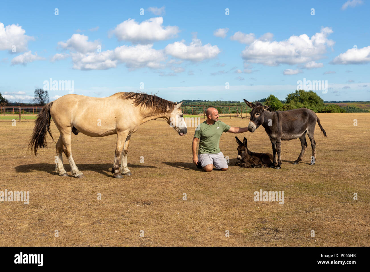 Holidaymaker with New Forest animals, pony and donkeys Stock Photo