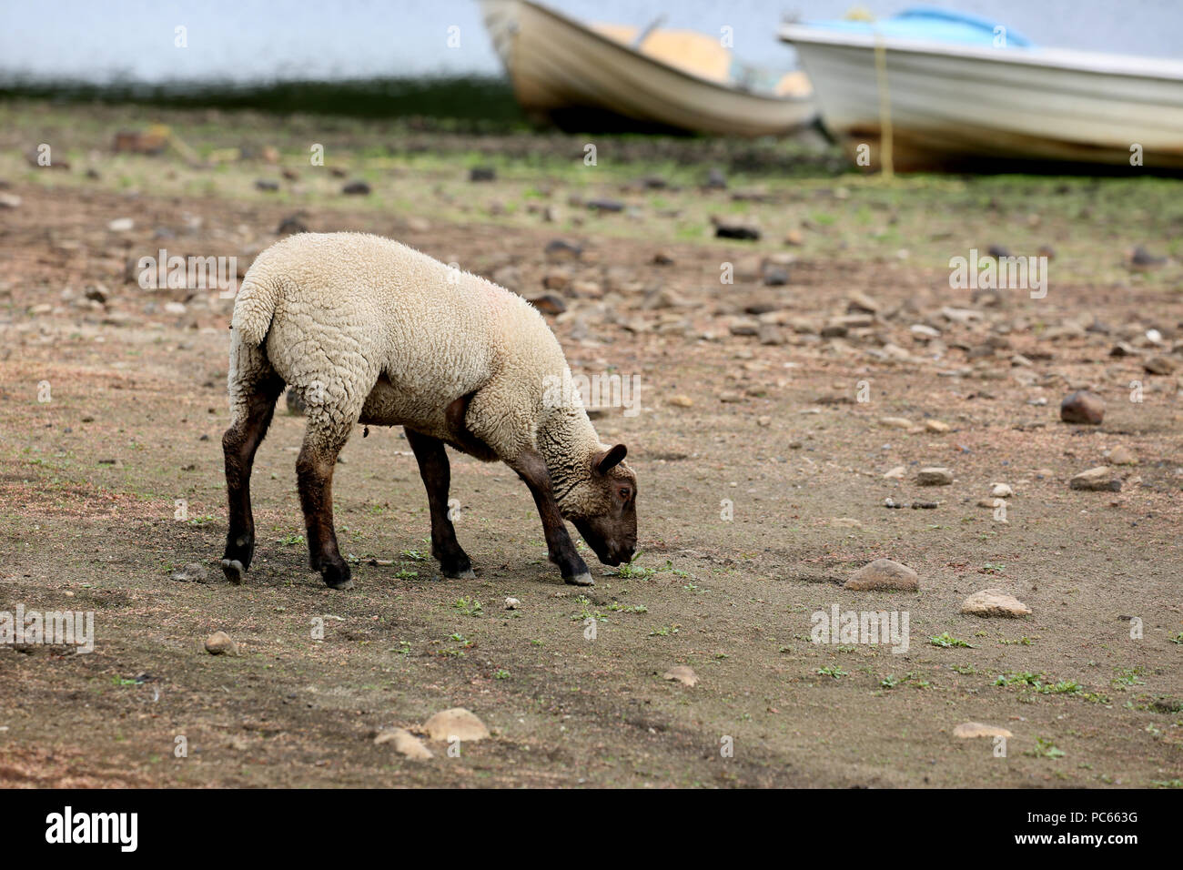 Colne, UK. 31st July 2018. A Lamb looking for grass on land normally covered by water at Foulridge reservoir which  is at it's lowest for years after a long spell of dry weather. Recent rainfall has had little impact on water levels and from the 1st August a stretch of the Leeds to Liverpool canal will be shut until water levels improve, Colne, 31st July, 2018 (C)Barbara Cook/Alamy Live News Stock Photo