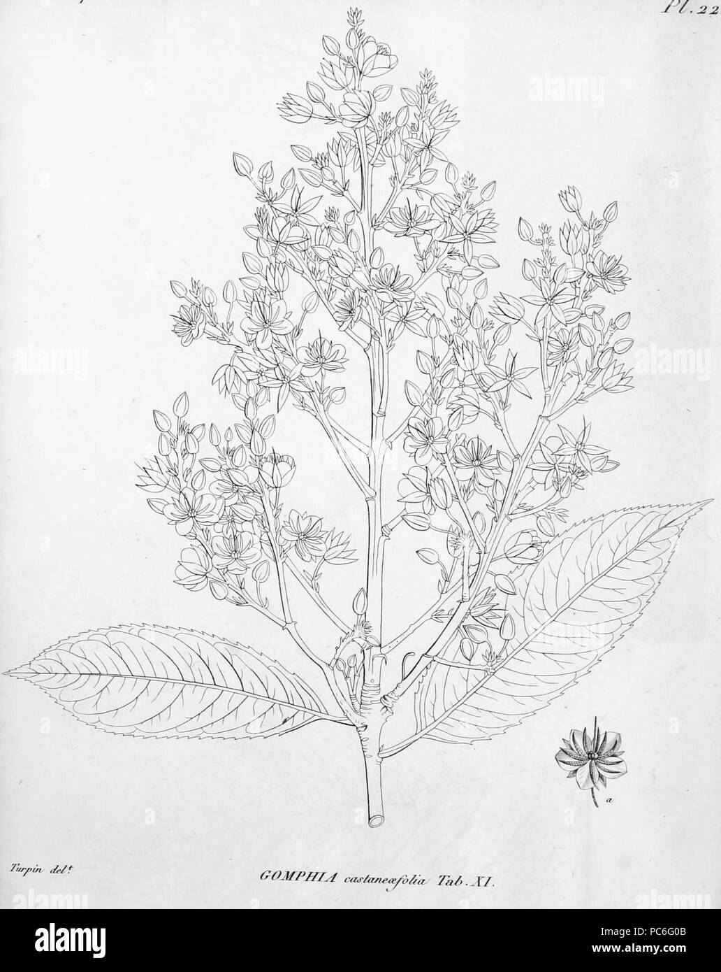 39 Gomphia castaneaefolia De Candolle 1811 t11 Stock Photo