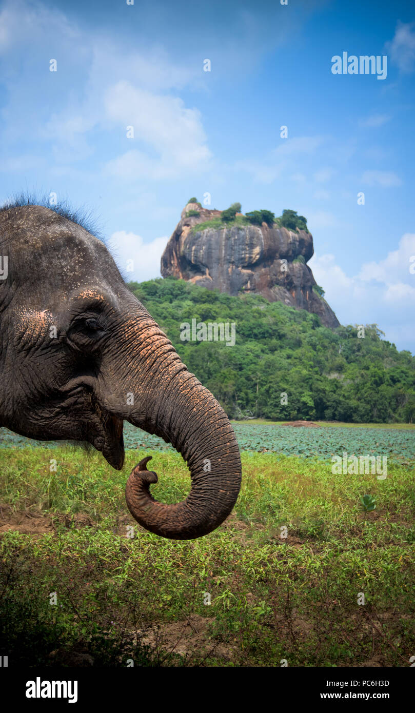 Elephant at Sigiriya rock fortress, Sri Lanka Stock Photo