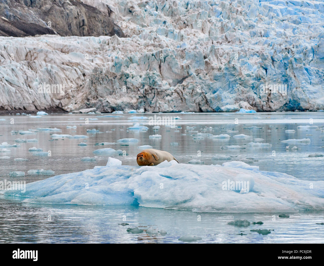 bearded seal (Erignathus barbatus) resting on a ice floe, Svalbard or Spitsbergen, Europe Stock Photo