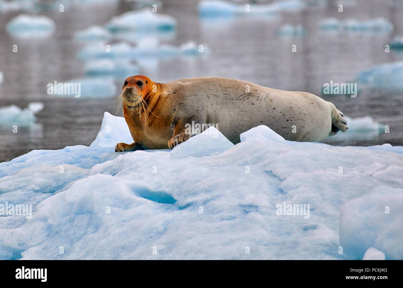 bearded seal (Erignathus barbatus) resting on a ice floe, Svalbard or Spitsbergen, Europe Stock Photo