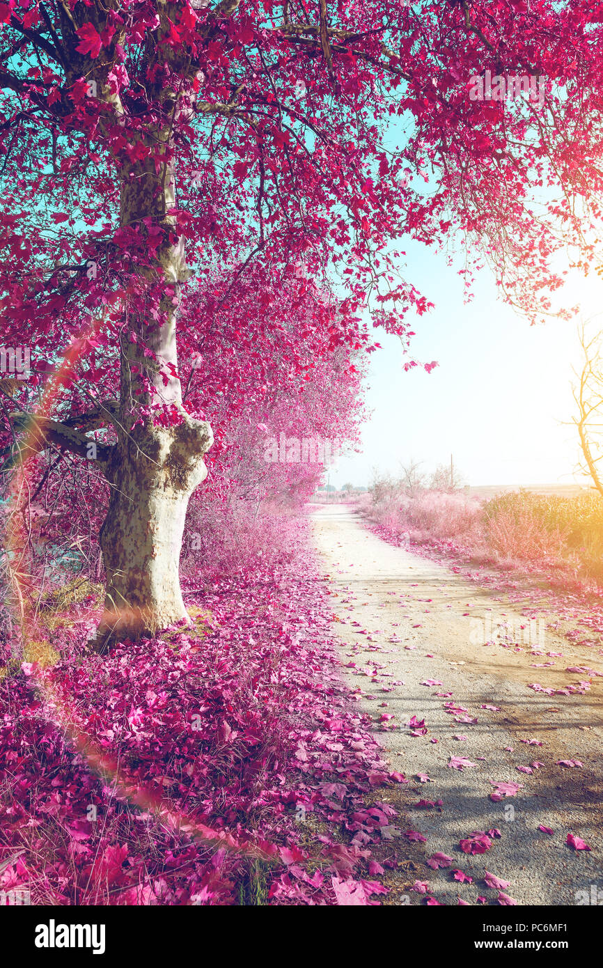 Surreal landscape and tree on the road.Tree autumn landscape Stock ...