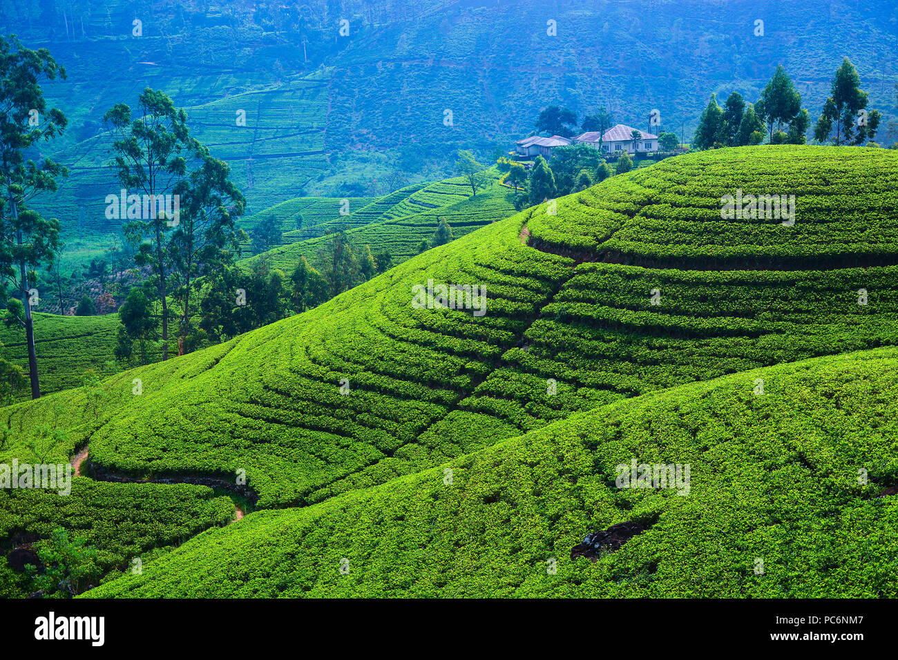 Beautiful tea plantation in Sri Lanka Stock Photo