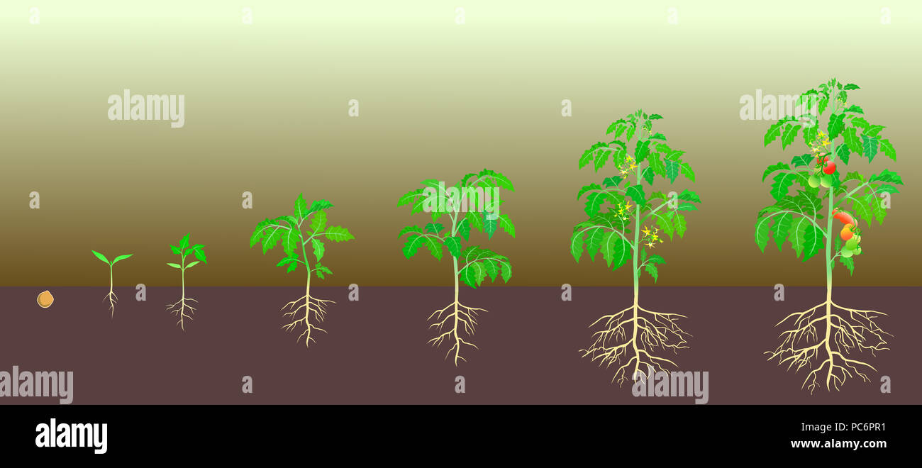Tomato growth stage  illustrations from seed to maturity Stock Photo