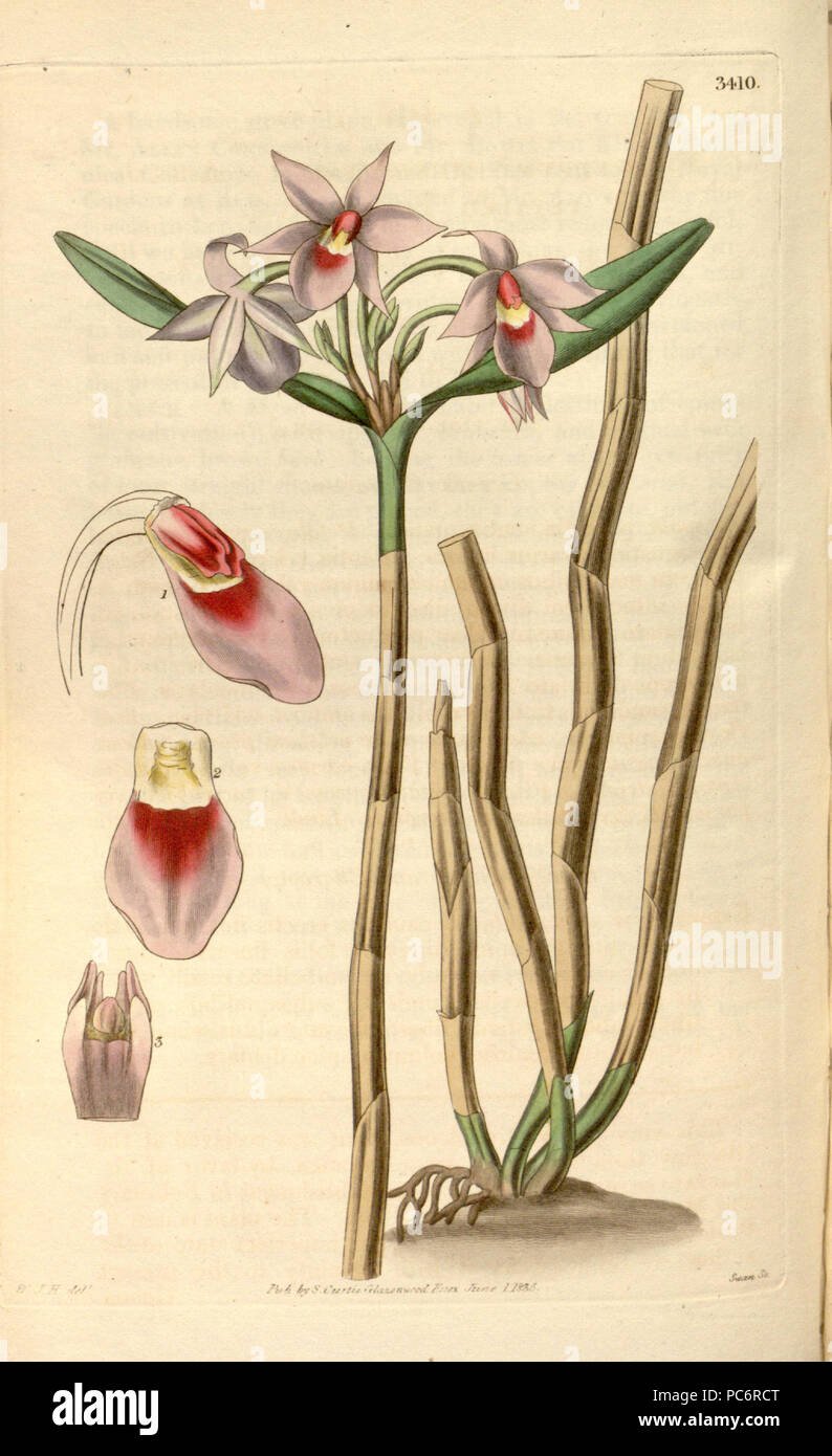 192 Epidendrum stenopetalum (Dimerandra stenopetala) Curtis v. 62 (N.S. 9) pl 3410 Stock Photo