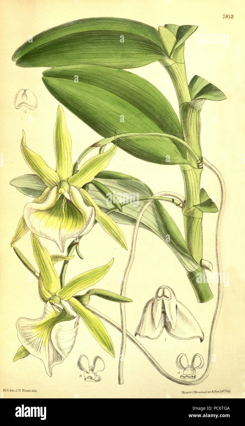 47 Angraecum eichlerianum - Curtis' 128 (Ser. 3 no. 58) pl. 7813 (1902) Stock Photo
