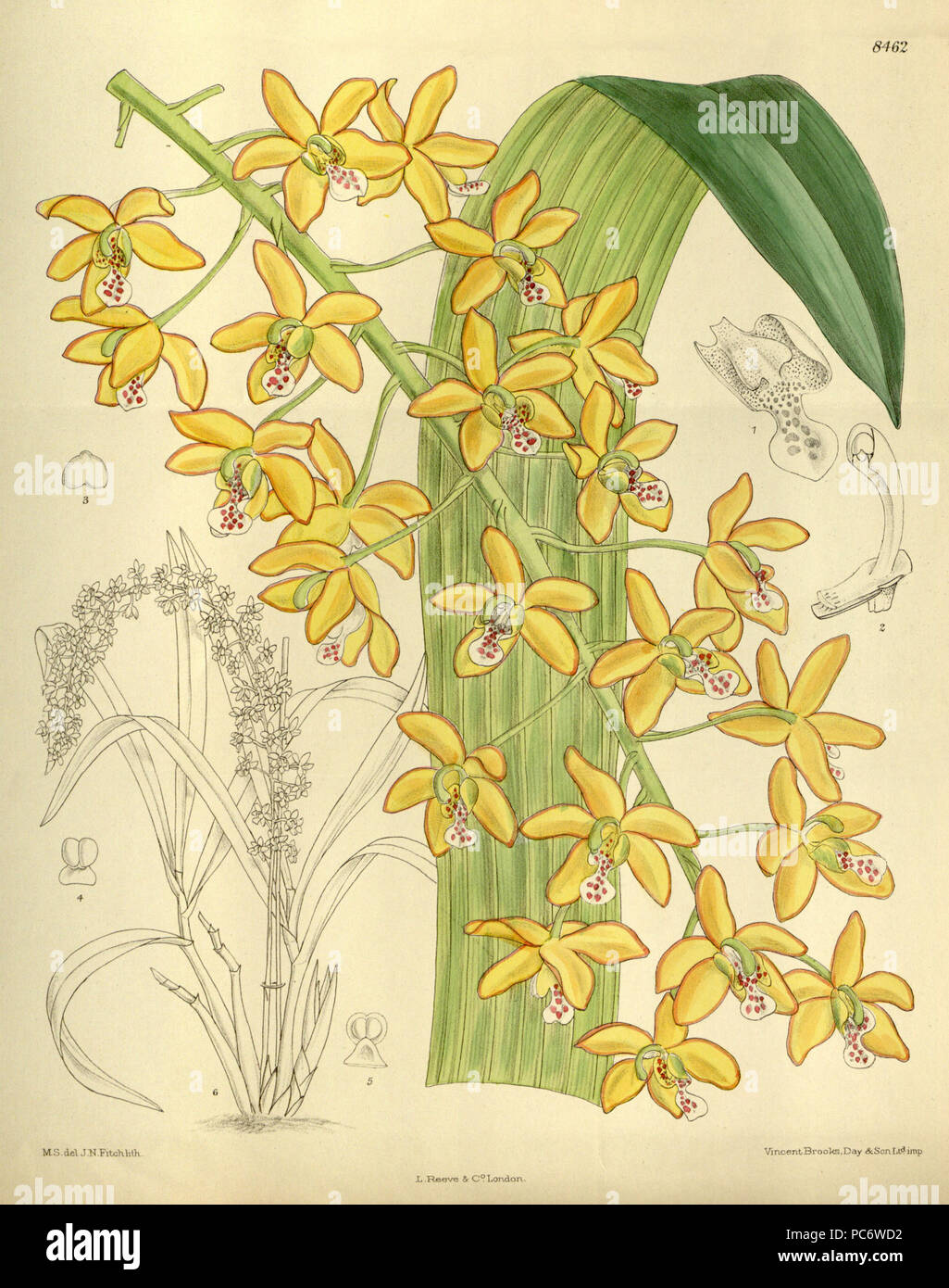 193 Eriopsis sceptrum (as Eriopsis helenae) - Curtis' 138 (Ser. 4 no. 8) pl. 8462 (1912) Stock Photo
