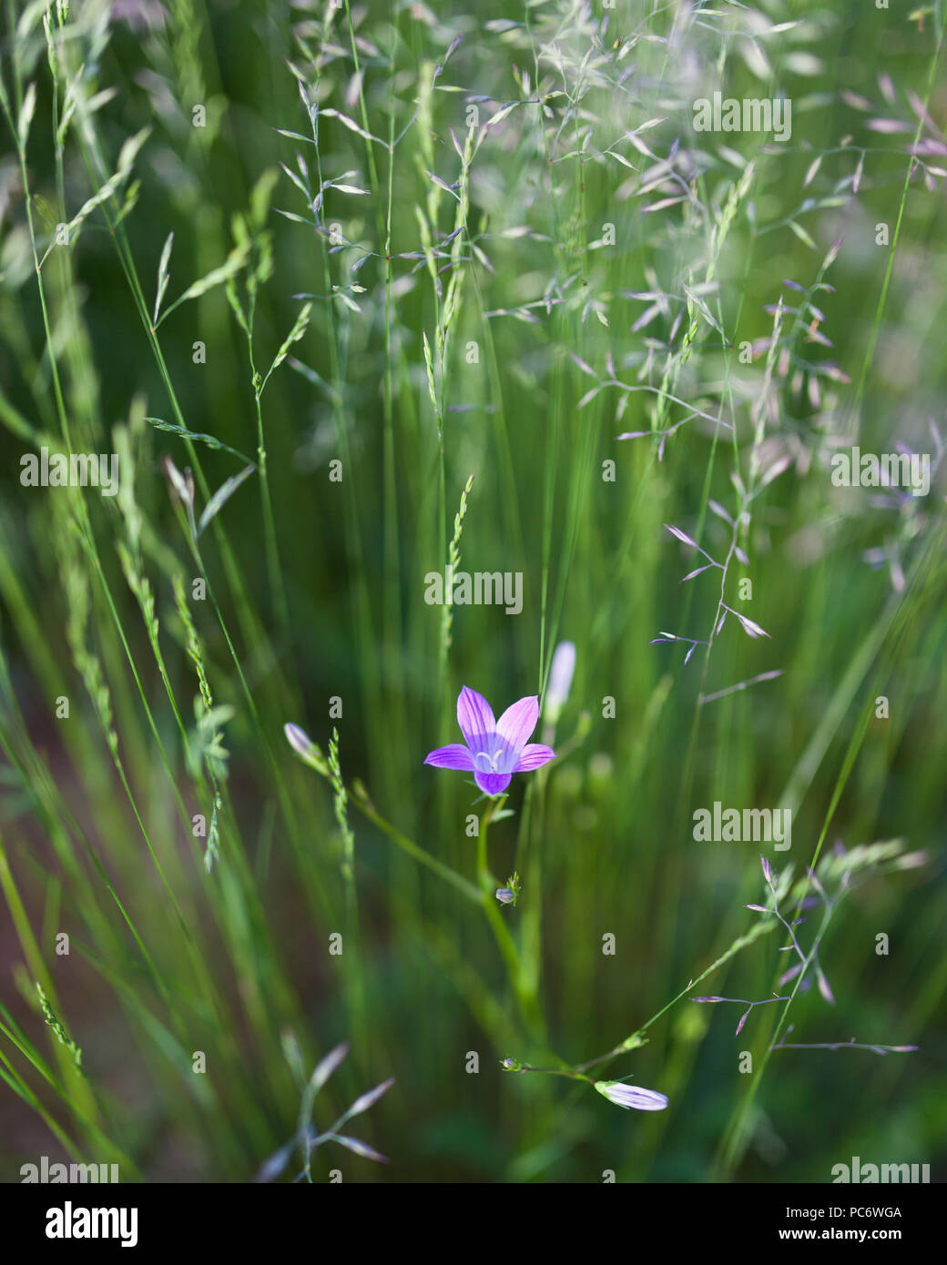 Harebell purple flower blooming close view Stock Photo