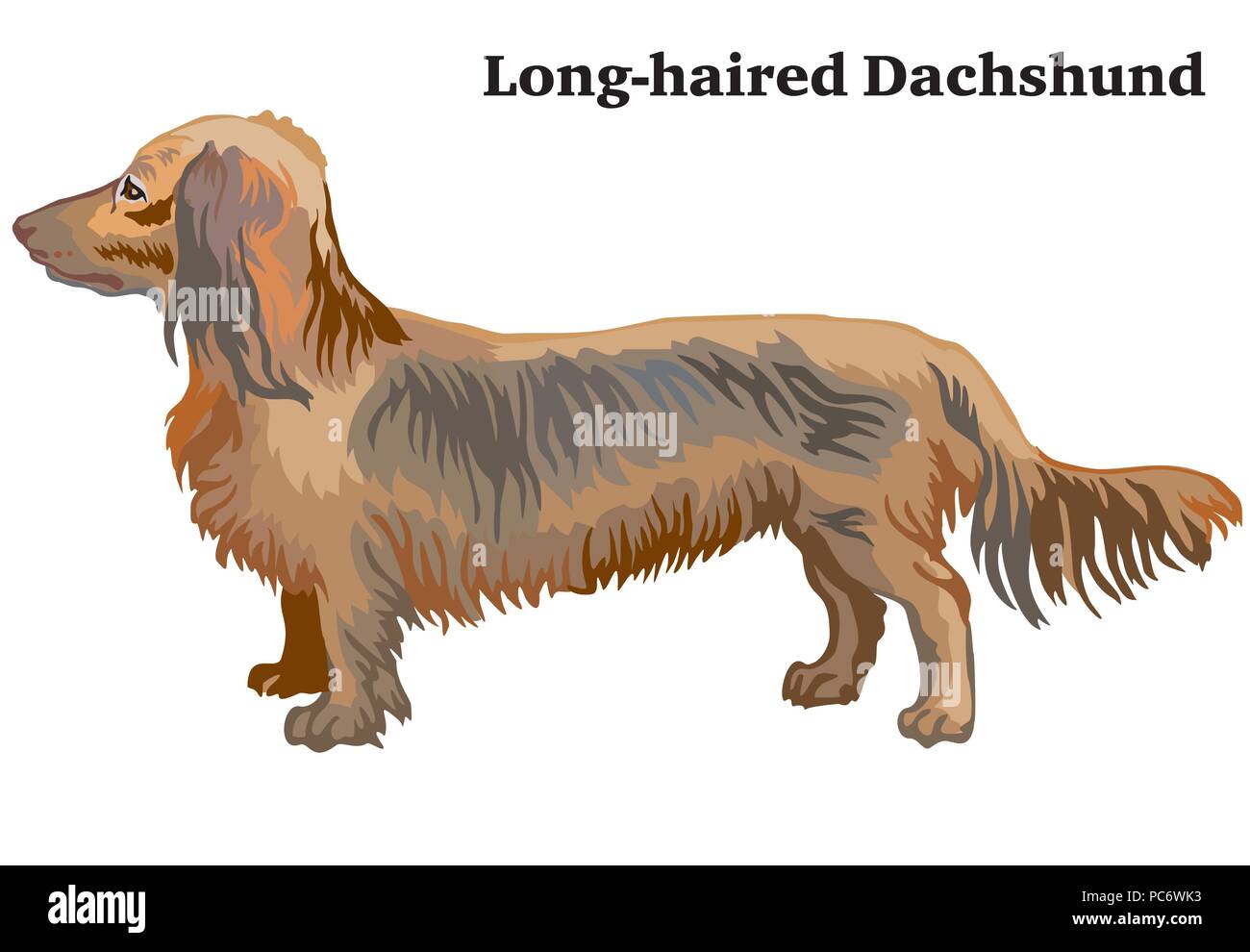 Dog Silhouette Dachshund Stock Photos Dog Silhouette Dachshund
