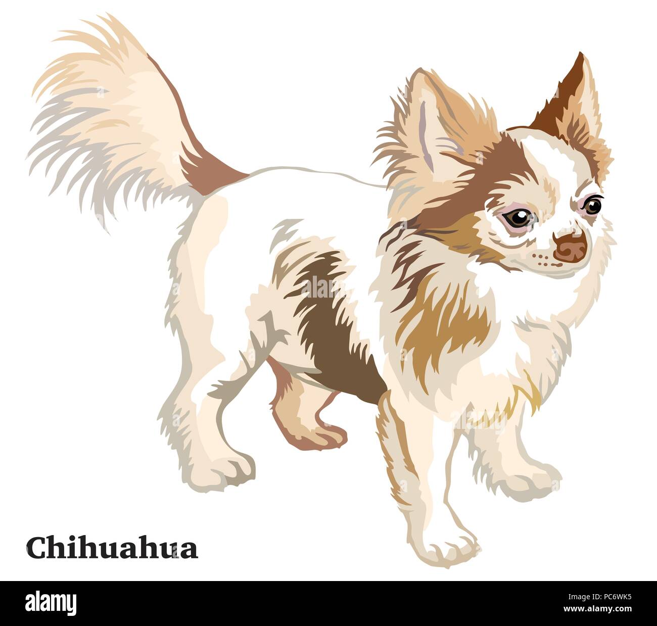 Small Long Haired Chihuahua Stock Photos Small Long Haired
