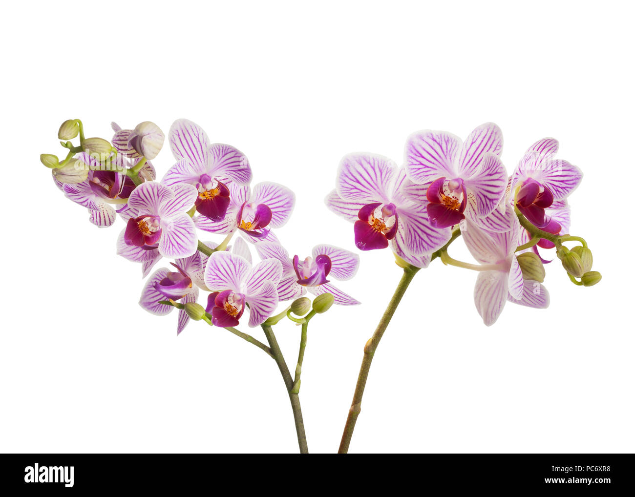 Orchids flowers isolated on white background Stock Photo