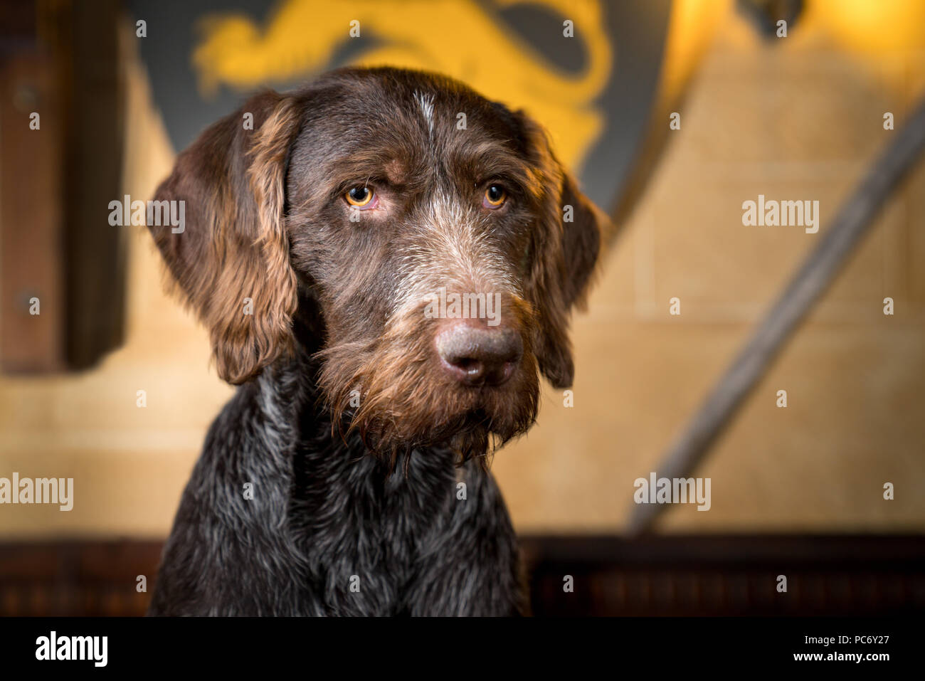 Hector, German Wirehaired Pointer, GWP. Stock Photo