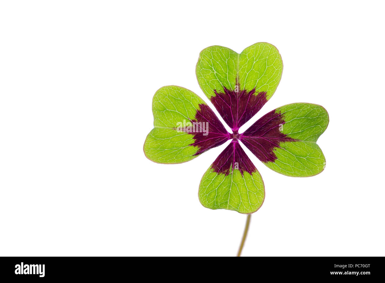 Clover with four leaves isolated on white background Stock Photo