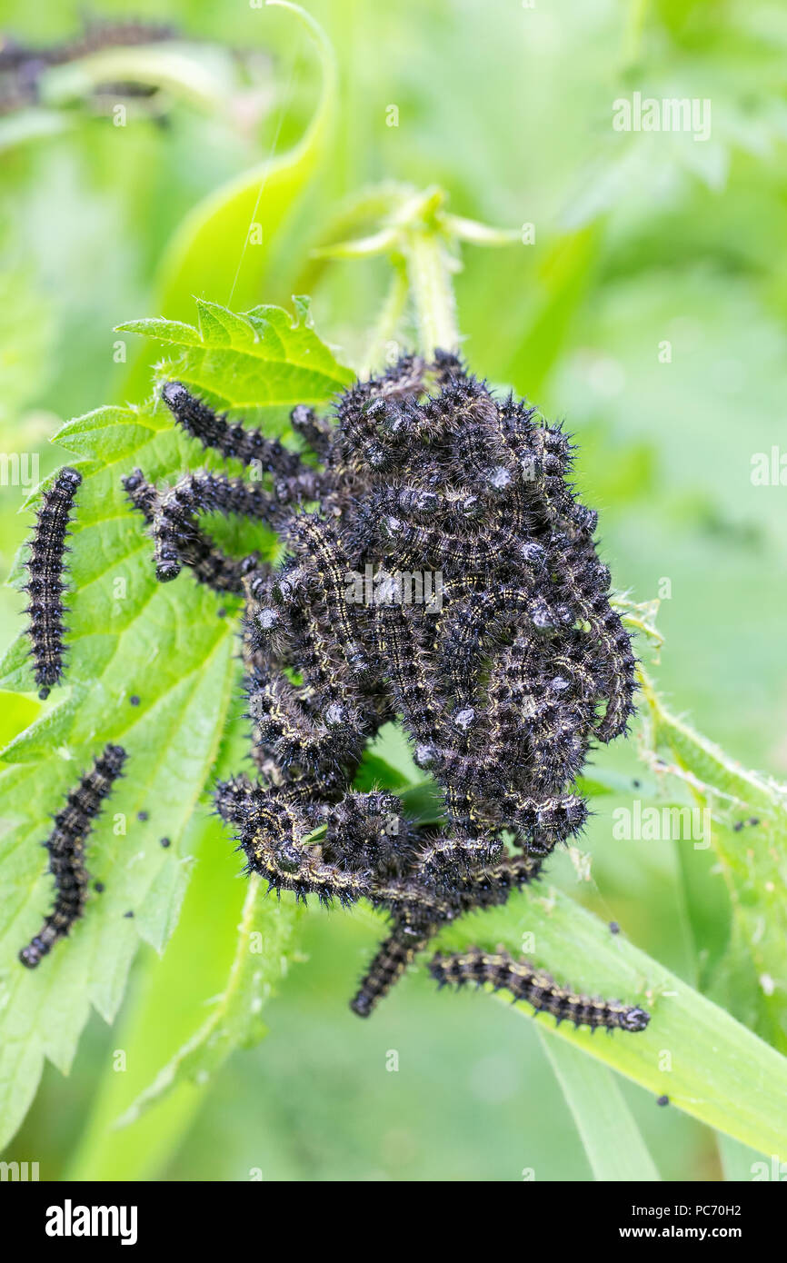 Group of black caterpillars eating from nettle plant Stock Photo Alamy