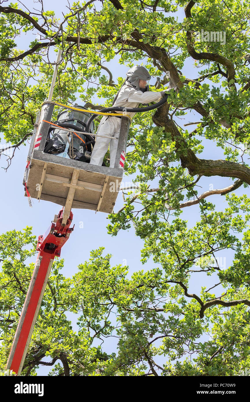 Man in protective workwear removes oak procession caterpillars in aerial platform with vacuum cleaner Stock Photo