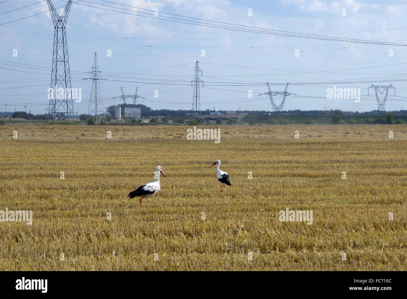 Storks and industry landscape on background. Wild birds are walking on the mowed field after harvesting. European agriculture rural scene. Stock Photo