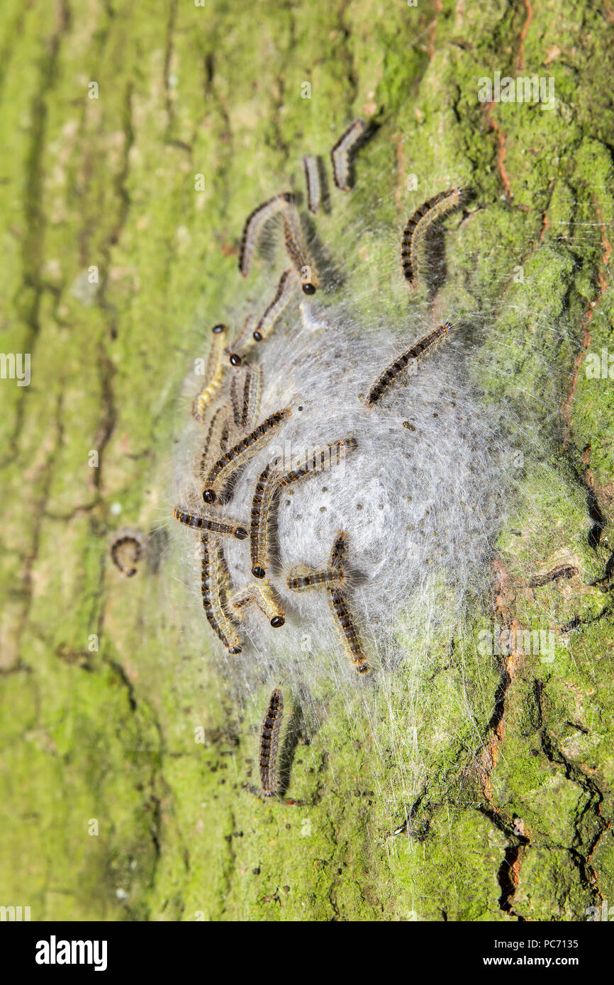 Oak process caterpillars in web on bark of oak trunk Stock Photo