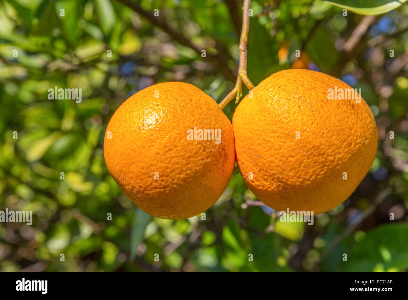 Two ripe oranges hanging at orange tree in Portugal Stock Photo