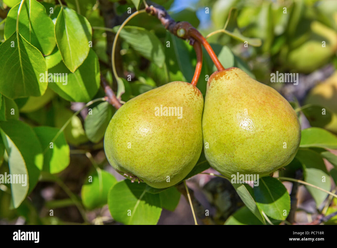 Two green pears hanging at tree in orchard Stock Photo