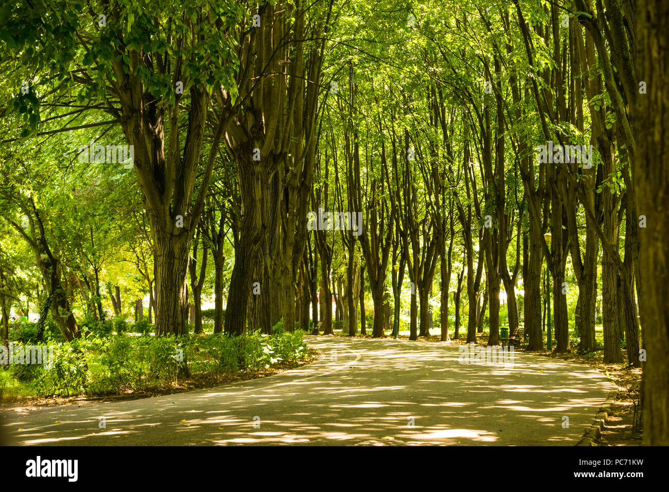 Empty park alley surrounded linden lime trees at Olimpia park in Ploiesti, Romania. Stock Photo