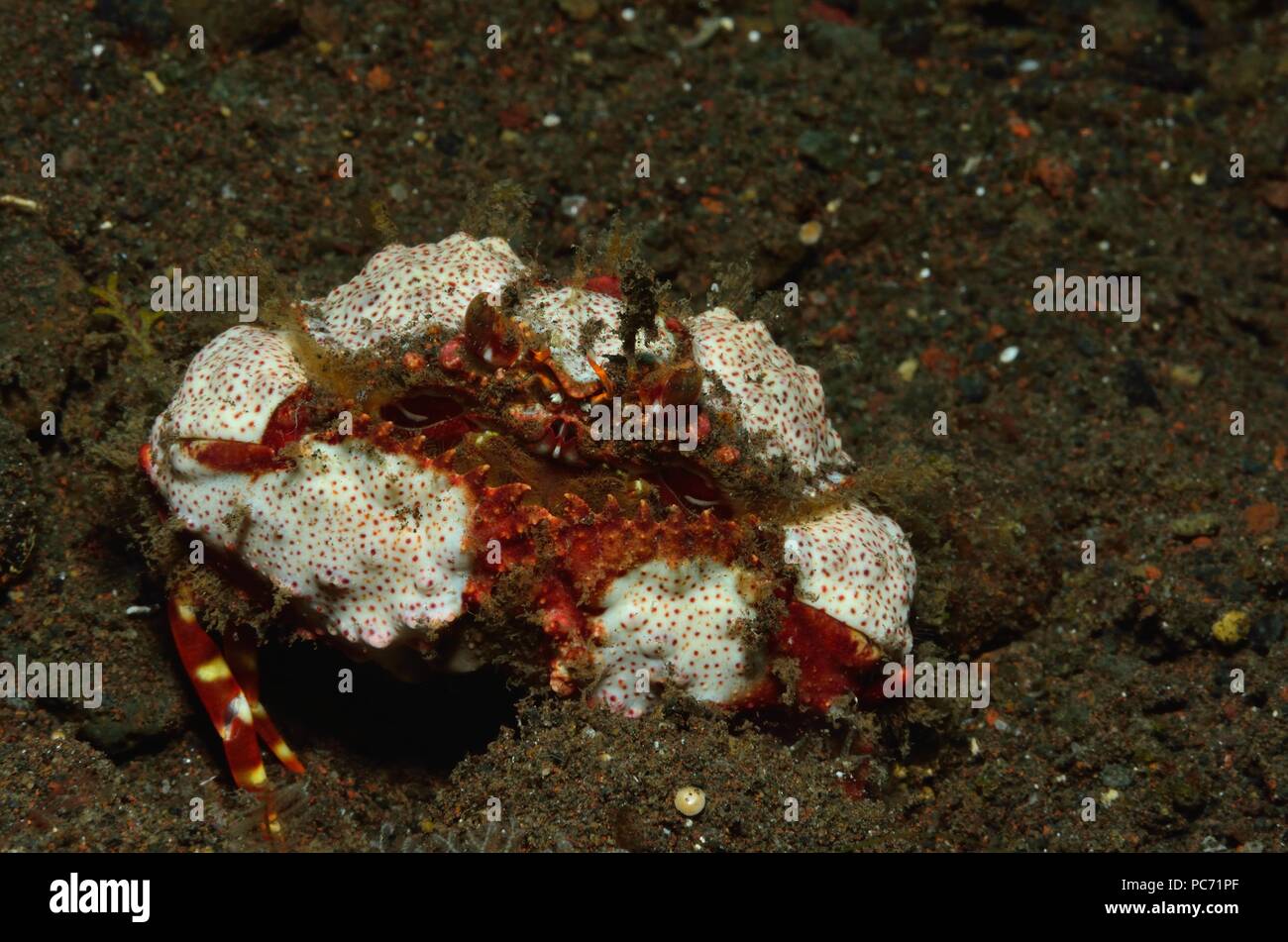 Calappa bicornis, Zweihorn-Schamkrabbe, Sägescheren-Schamkrabbe, two horn box crab, shameful crab, Tulamben, Bali Stock Photo