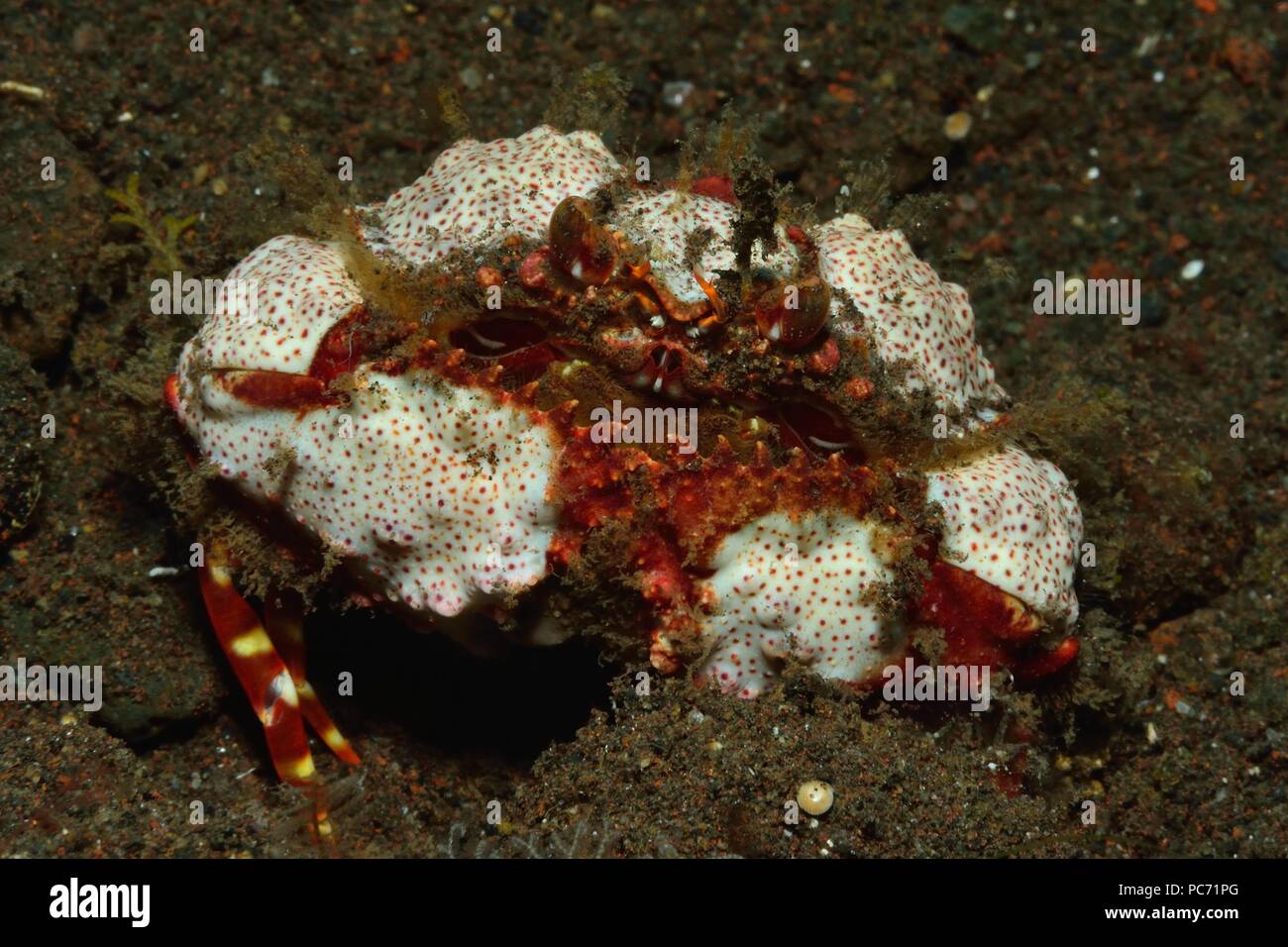 Calappa bicornis, Zweihorn-Schamkrabbe, Sägescheren-Schamkrabbe, two horn box crab, shameful crab, Tulamben, Bali Stock Photo