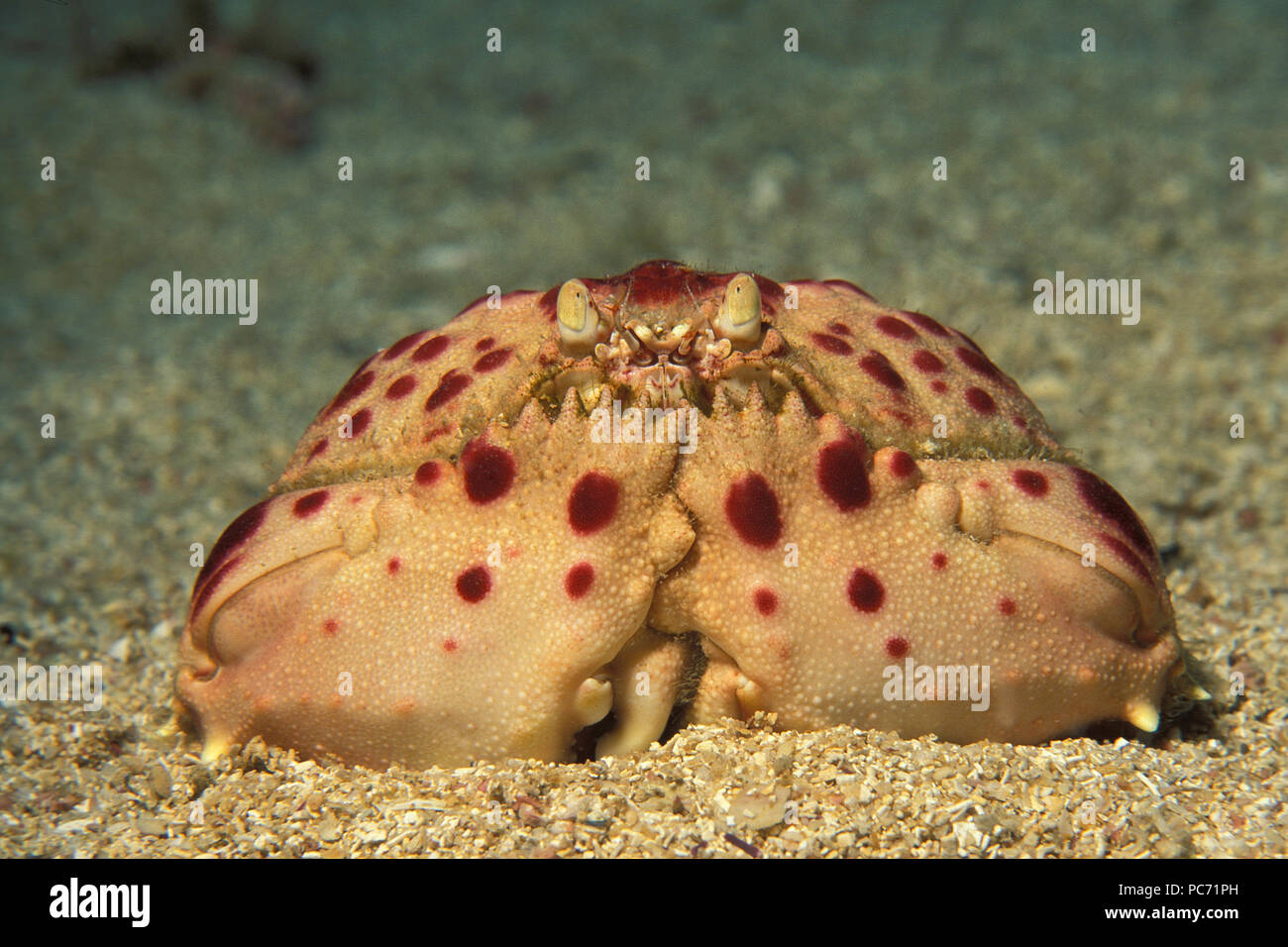 Calappa granulata, Rotflecken-Schamkrabbe, shameful crab Stock Photo