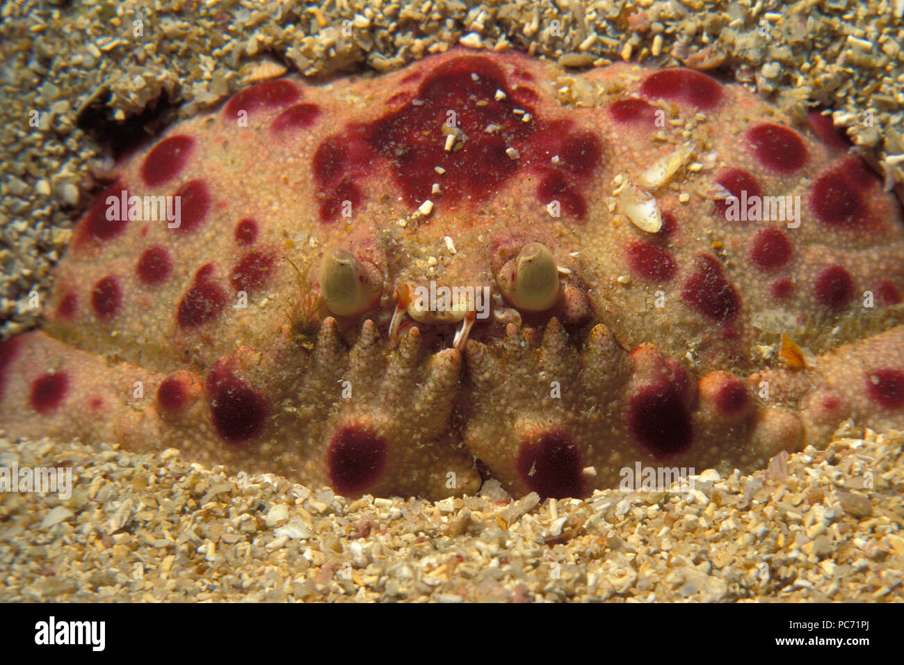 Calappa granulata, Rotflecken-Schamkrabbe, shameful crab Stock Photo