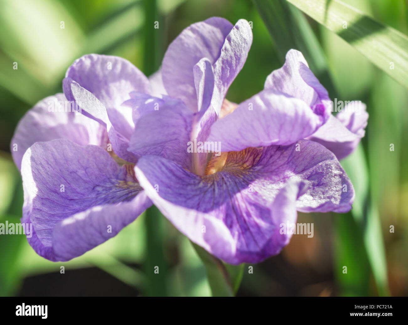 Beauty tender blooming soft light purple iris closeup Stock Photo