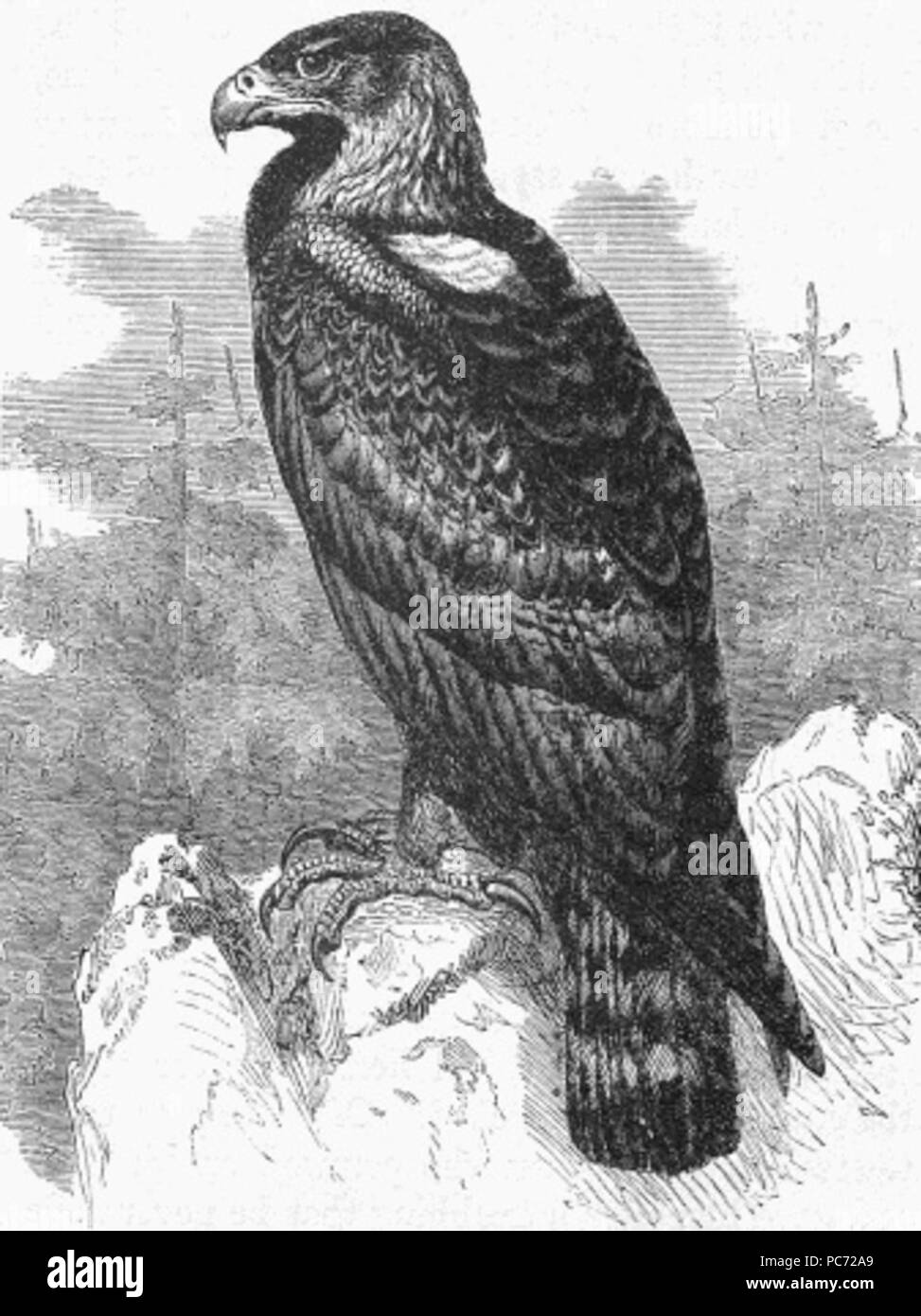 Large prey Black and White Stock Photos Images Alamy