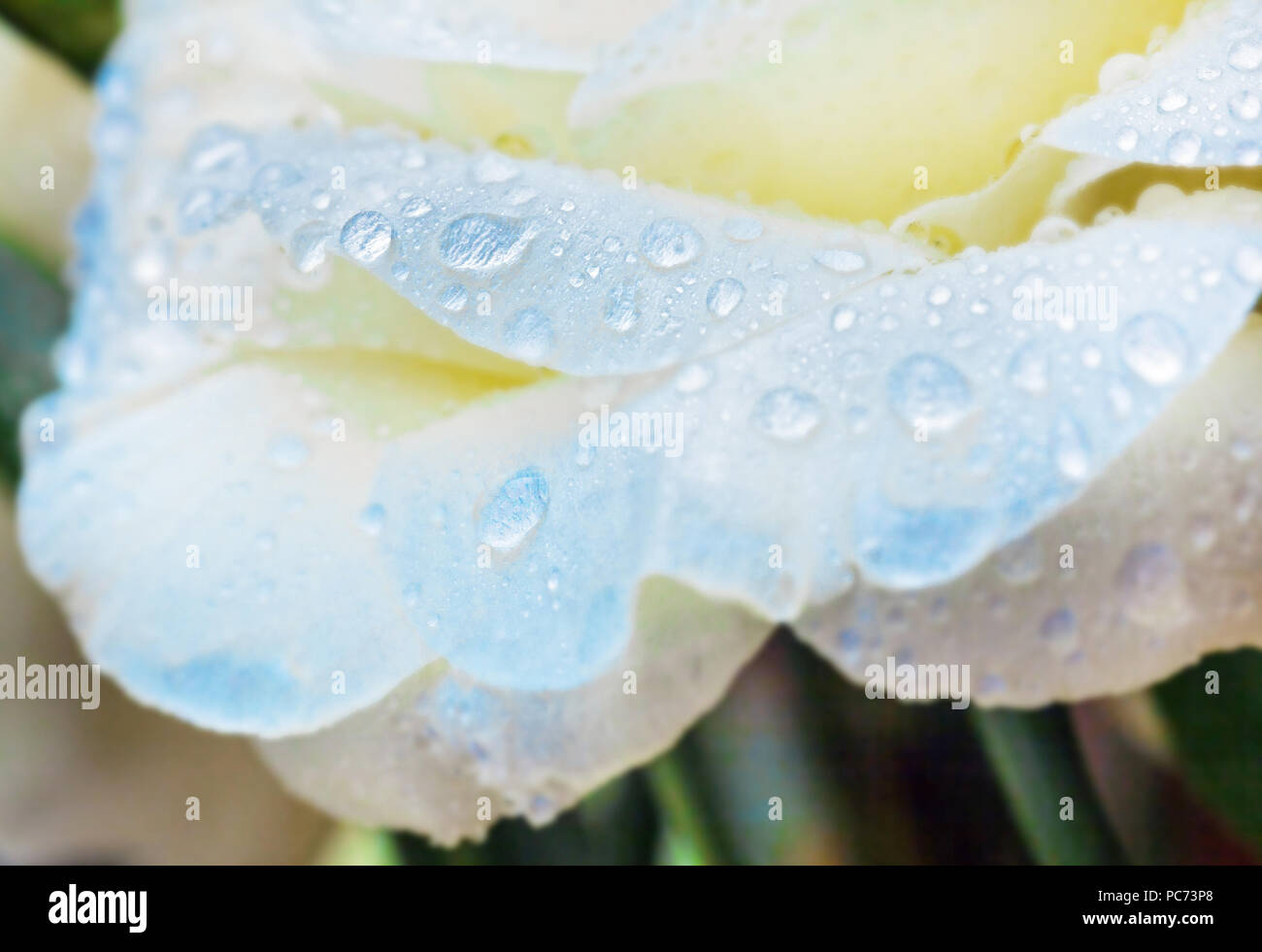 Soft water drops on blue flower petals Stock Photo