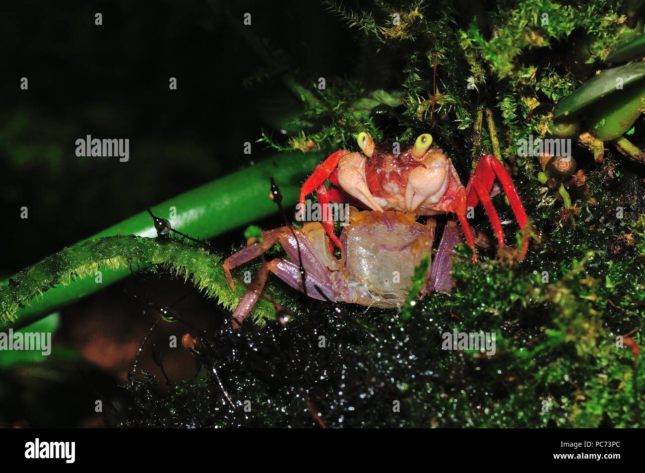 Geosesarma notophorum, white arm freshwater crab, Weißhand-Mandarinenkrabbe, xhuvie, Häutung, south-east asia, Südostasien Stock Photo