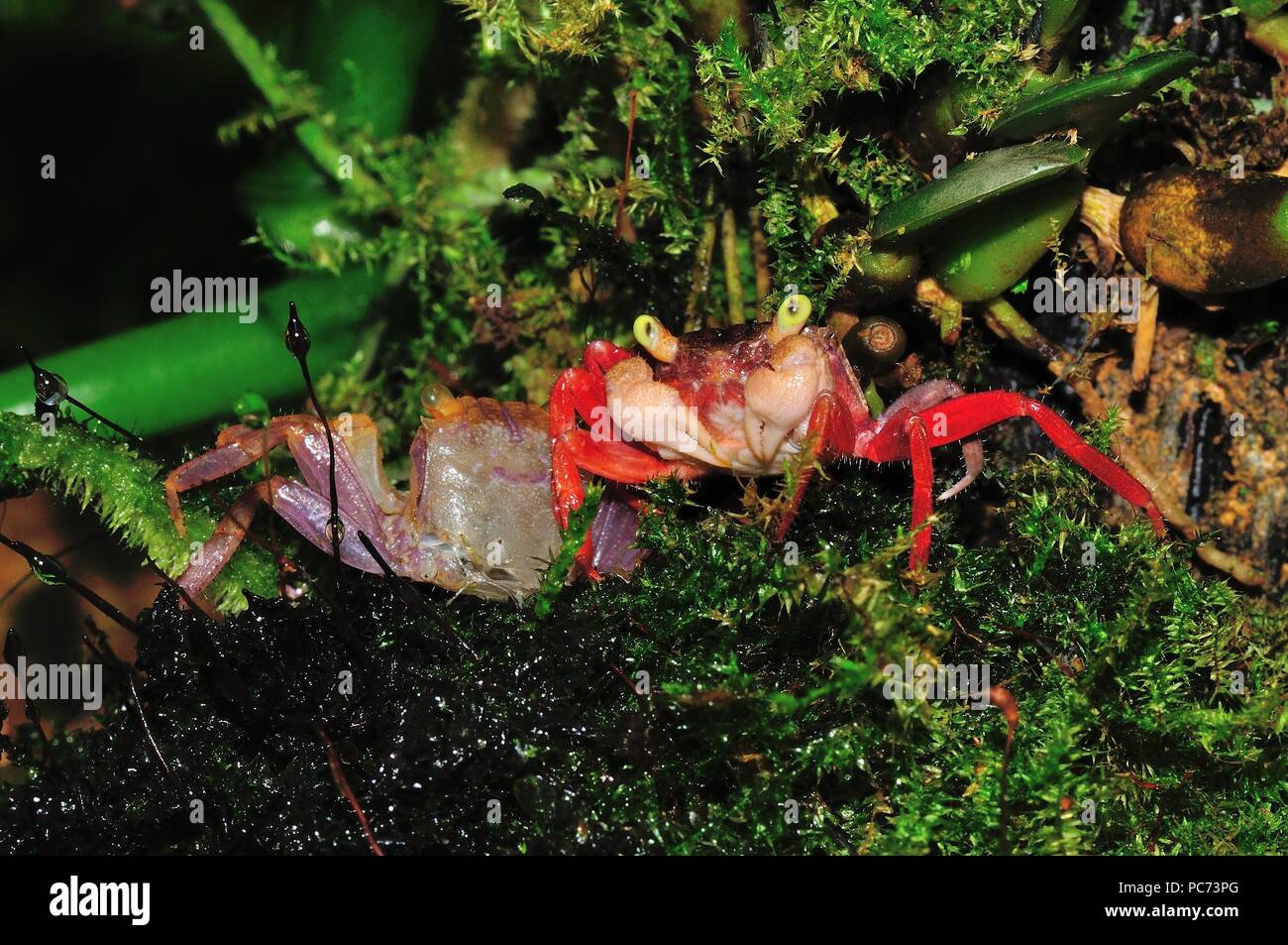 Geosesarma notophorum, white arm freshwater crab, Weißhand-Mandarinenkrabbe, xhuvie, Häutung, south-east asia, Südostasien Stock Photo