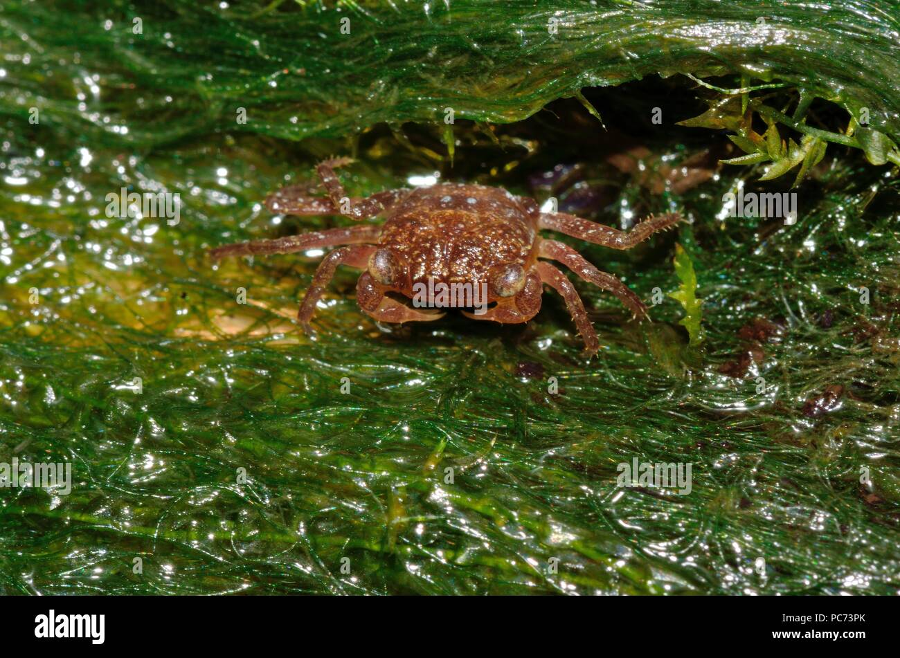 Geosesarma notophorum, white arm freshwater crab, Weißhand-Mandarinenkrabbe, juvenil, Jungtier, south-east asia, Südostasien Stock Photo