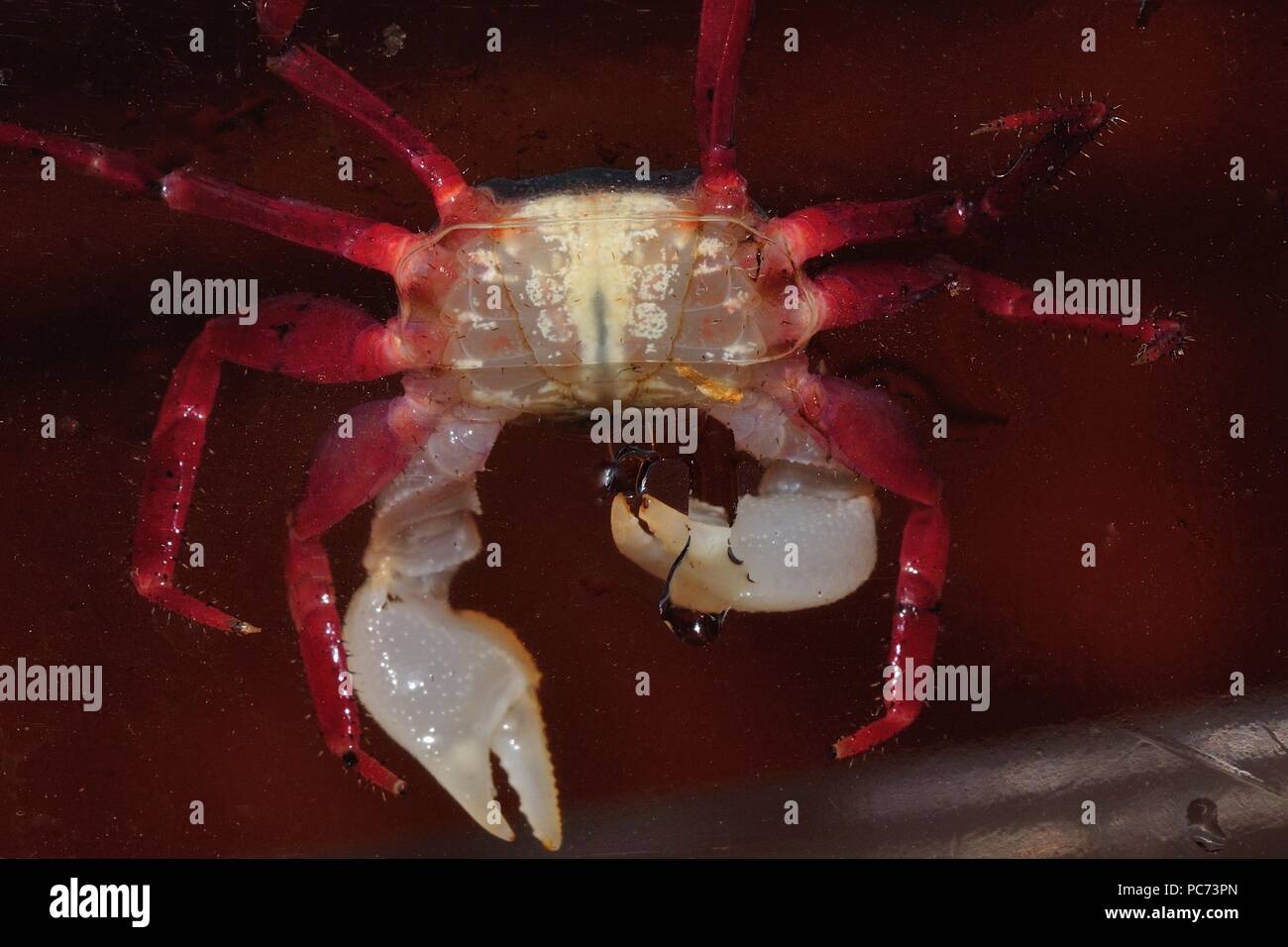 Geosesarma notophorum, white arm freshwater crab, Weißhand-Mandarinenkrabbe, south-east asia, Südostasien Stock Photo
