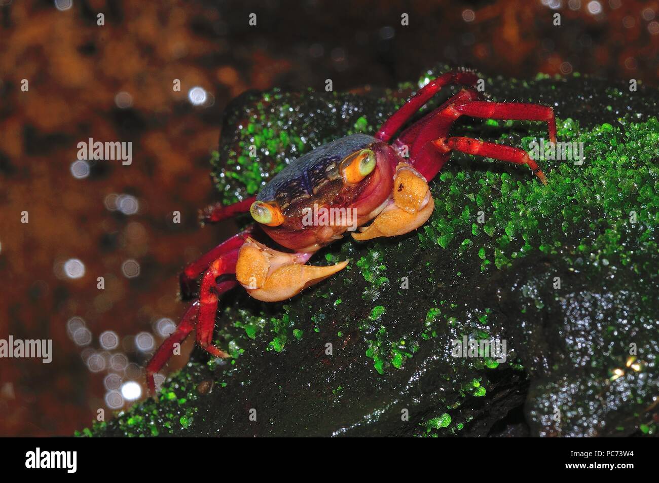 Geosesarma notophorum, white arm freshwater crab, Weißhand-Mandarinenkrabbe, south-east asia, Südostasien Stock Photo